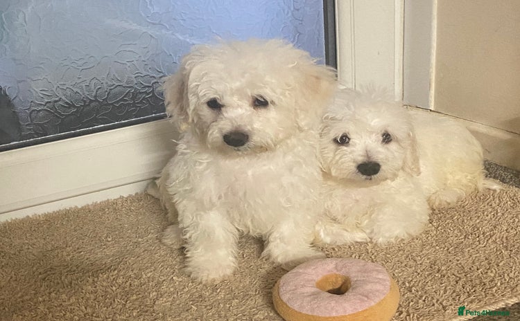 Maltese dogs - Advert 10