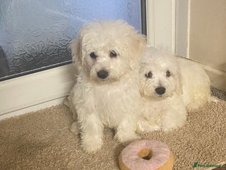 Maltese dogs - Advert 2