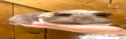 Mini Lop rabbits for sale: Long Haired Guinea Pigs For Sale  - Advert 7