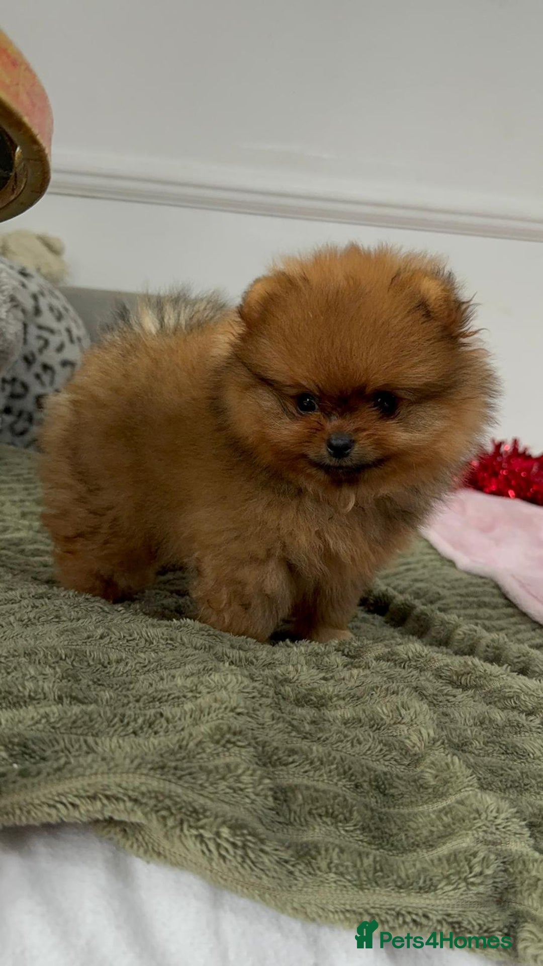 Pomeranian dogs for sale: Luxury puppy for sale - Advert 19