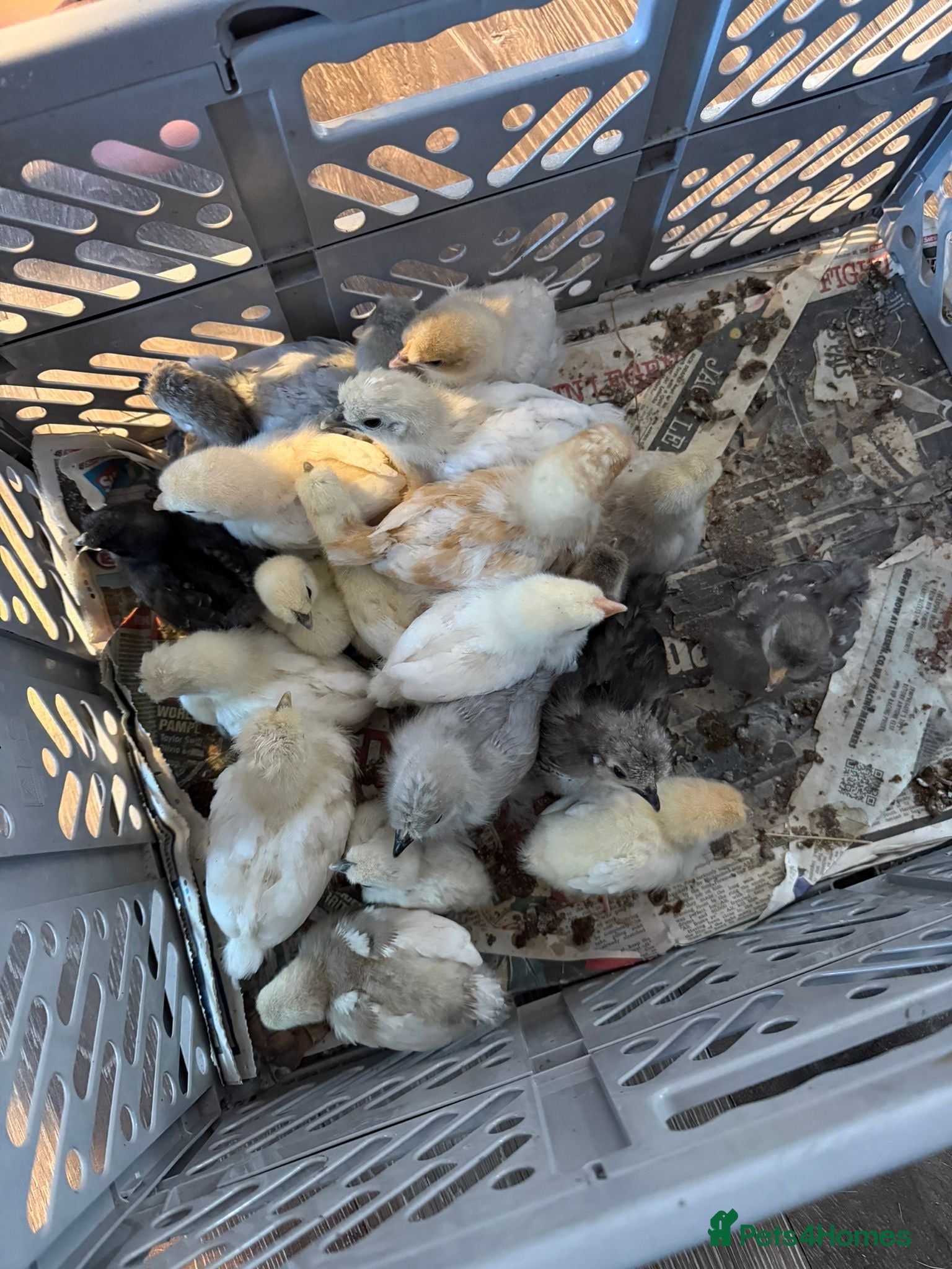 Chickens poultry for sale: Mixed banthams - Advert 3