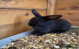 Mini Lop rabbits for sale: Mini lops - Image 10