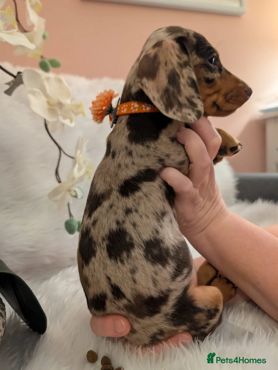 Miniature Dachshund dogs for sale: Miniature Dachshund Ready Now - Advert 21