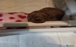 Cockapoo dogs for sale: 1 Beautiful Fox Red Boy Cockapoo Left  - Advert 12