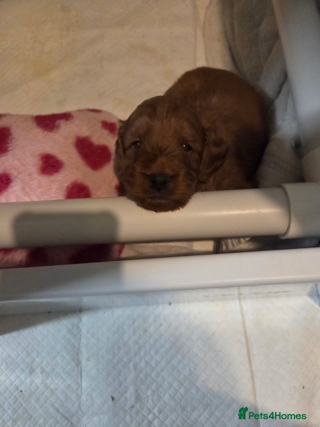 Cockapoo dogs for sale: 1 Beautiful Fox Red Boy Cockapoo Left  - Advert 12