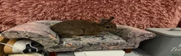 Netherland Dwarf rabbits for sale: Netherland boy rabbit for sale - Advert 5