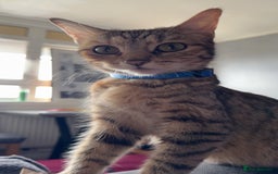 Bengal cats for sale: Two Beautiful Bengals Mum and Daughter - Image 3
