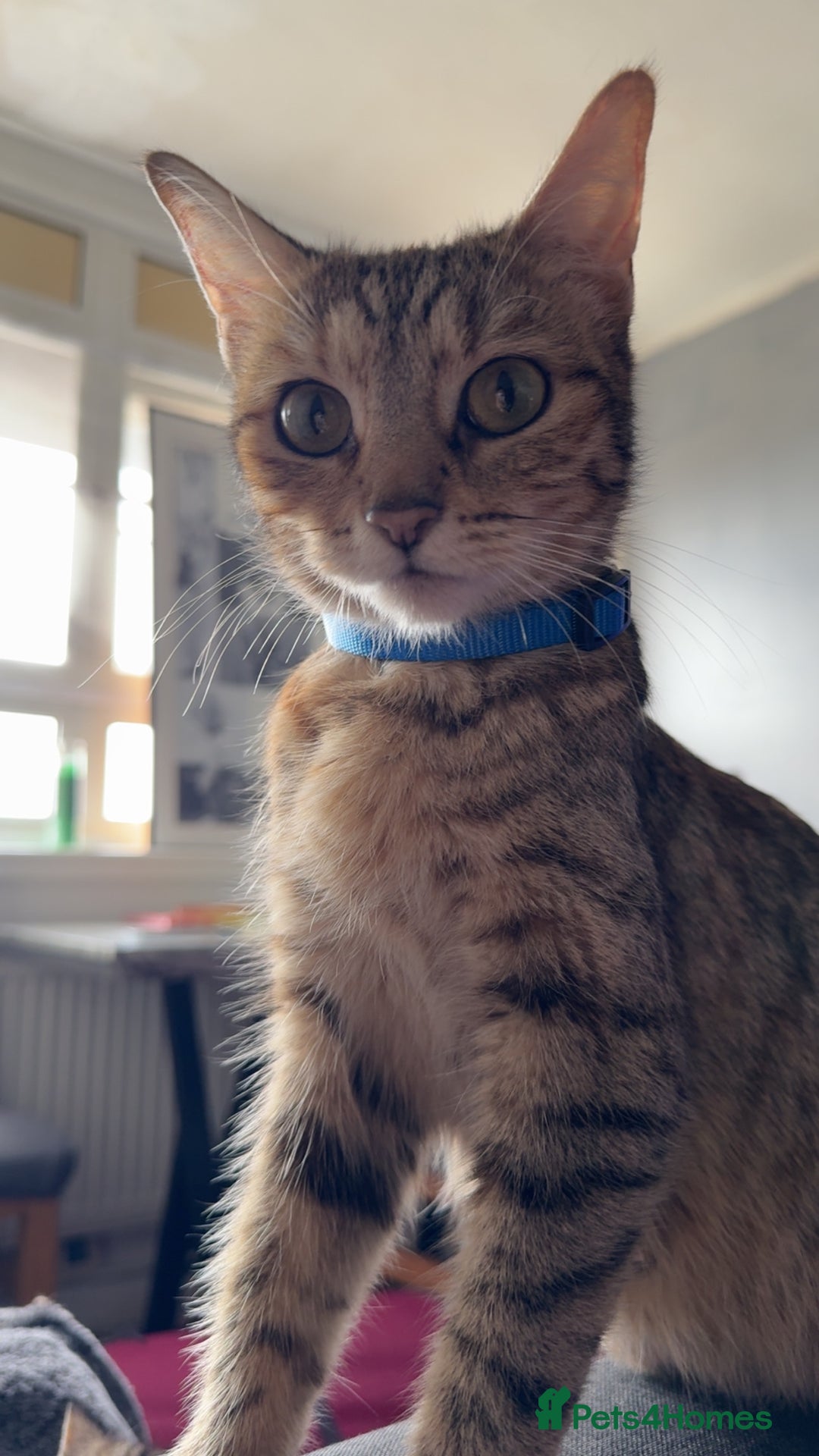 Bengal cats for sale: Two Beautiful Bengals Mum and Daughter - Image 3