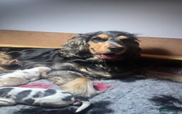 Cocker Spaniel dogs for sale: KC Registered Cocker Spaniels ready for Christmas - Image 7