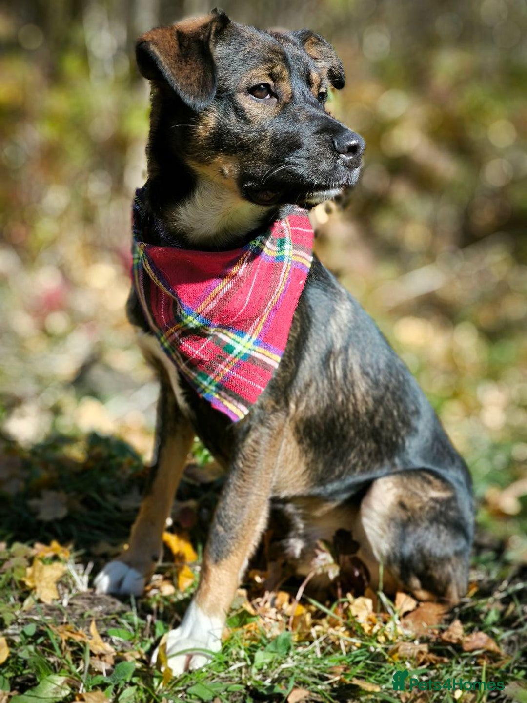 Mixed Breed dogs for adoption: 💙🐶 KOKOS 🐶💙 - Advert 3