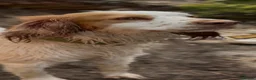 Cocker Spaniel dogs for sale: Cocker spaniel  - Advert 2