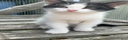 Mixed Breed cats for sale: Beautiful bengal cross kittens in Abbots Langley - Advert 11
