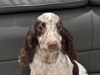 Cocker Spaniel dogs Cocker Spaniel Girl Ready Now - Advert 5