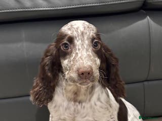 Cocker Spaniel dogs Cocker Spaniel Girl Ready Now - Advert 2