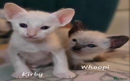 Balinese cats for sale: 8 supersoft purebred GCCF reg Balinese variants - Image 27