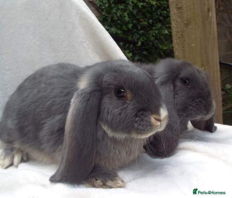 French Lop rabbits French lop sisters  - Advert 1