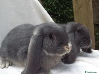 French Lop rabbits French lop sisters - Advert 1