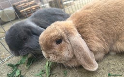 Mini Lop rabbits for sale: Pair of beautiful mini lops - Image 3