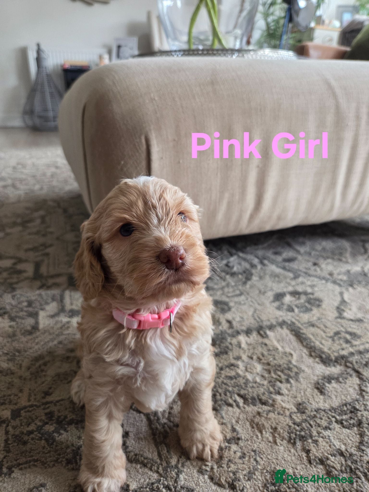 Cockapoo dogs Our Beautiful litter of F1 Cockapoo puppies  - Advert 1