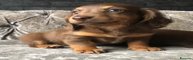 Miniature Dachshund long haired chocolate tan