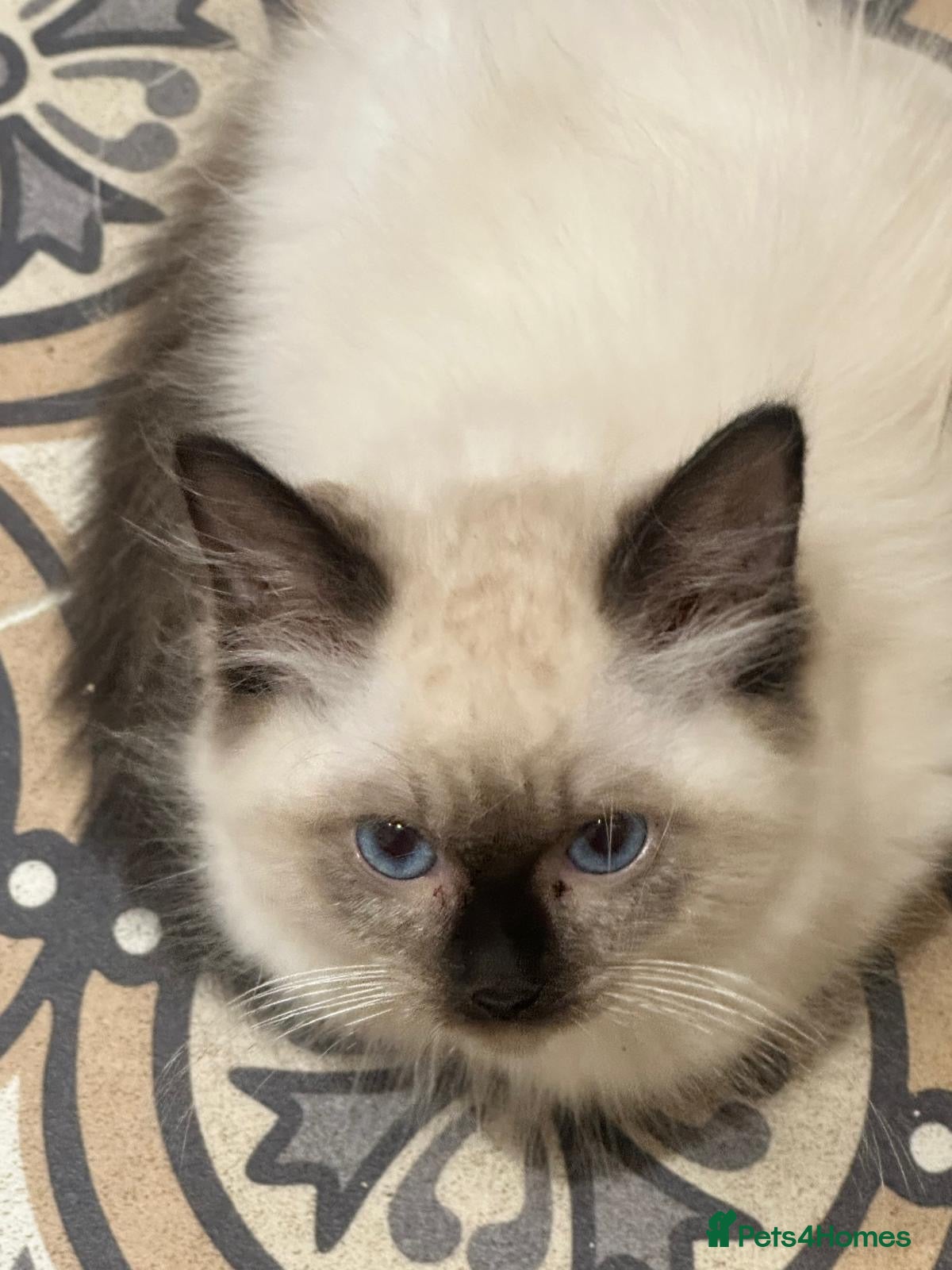 Ragdoll cats Pure ragdoll kittens  - Advert 2