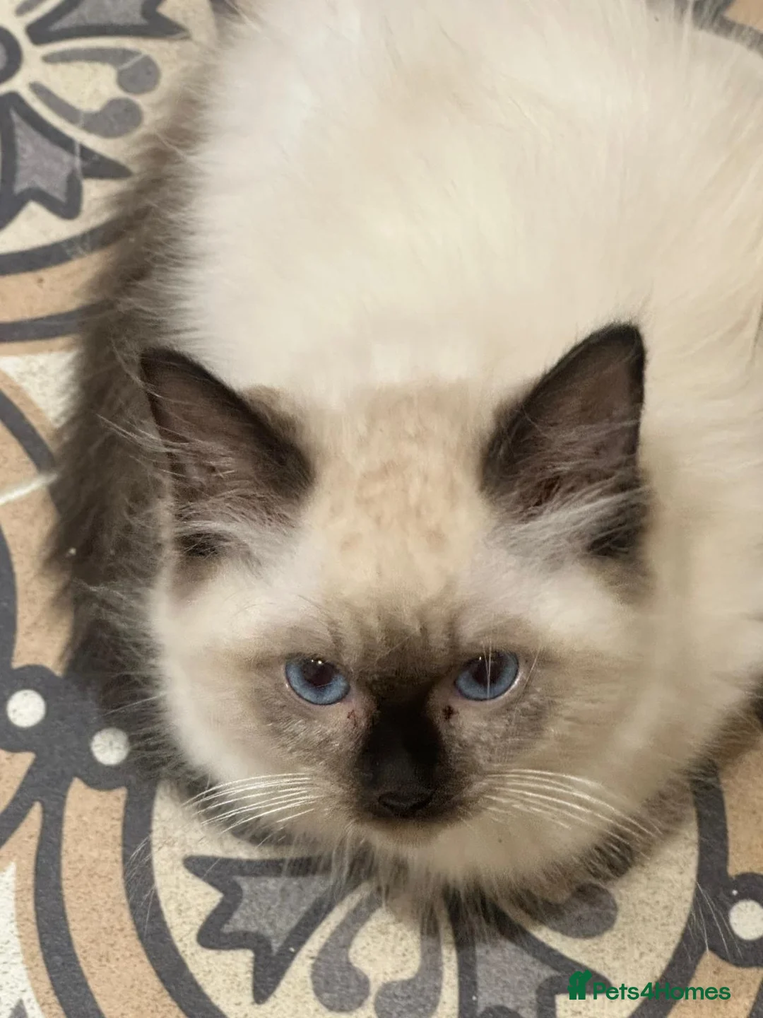 Ragdoll cats for sale: Pure ragdoll kittens  - Advert 1