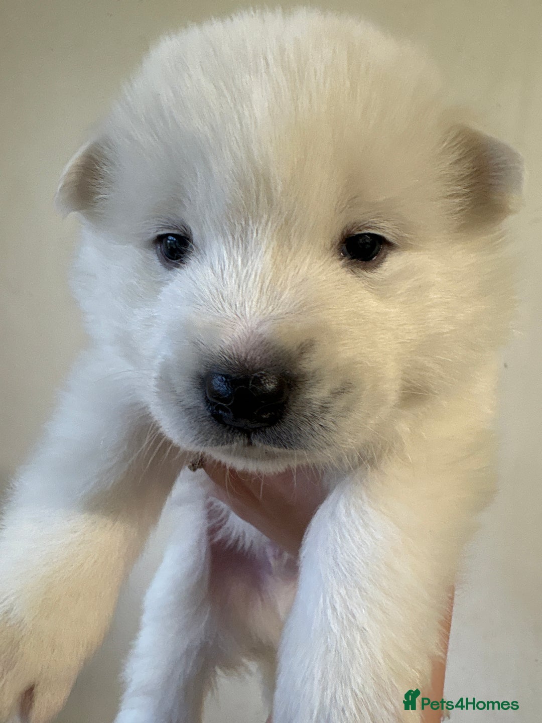 Mixed Breed dogs for sale: Samsky puppies - Advert 10