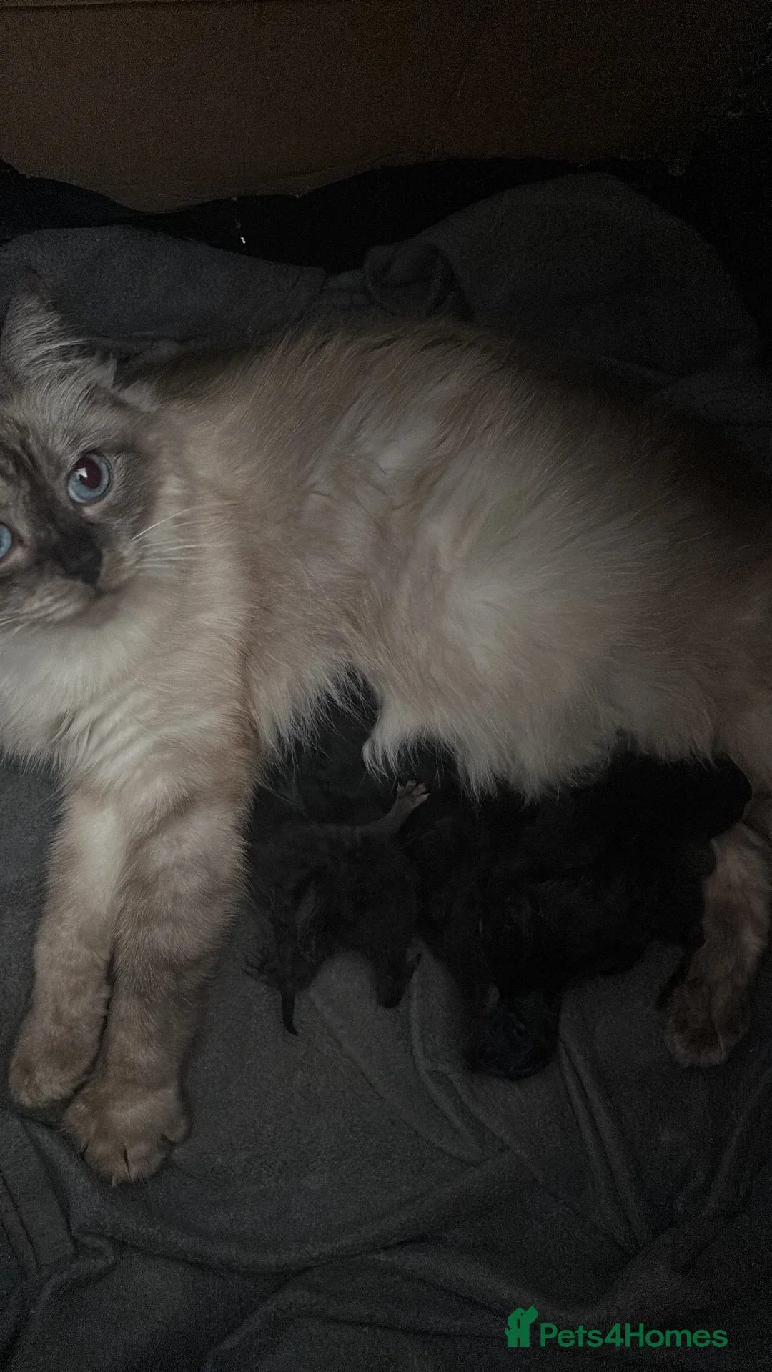 Mixed Breed cats for sale: Ragdoll X British short hair kittens  - Advert 5