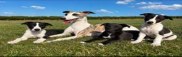 Whippet dogs for sale: Whippet Puppies  - Advert 1