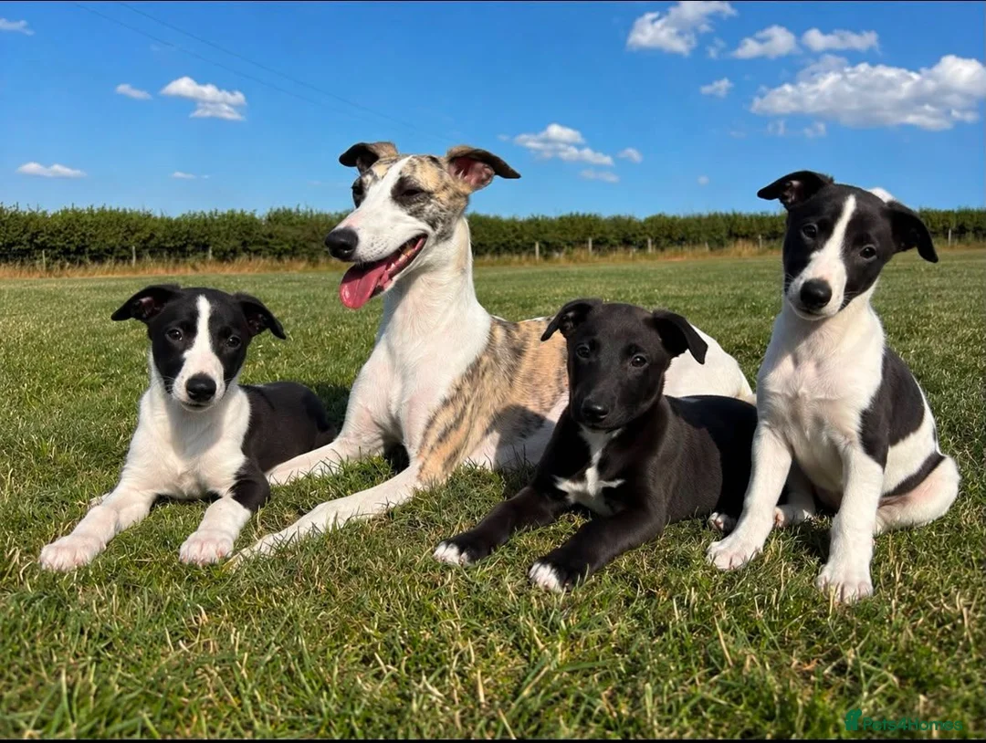 Whippet dogs for sale: Whippet Puppies  - Advert 1