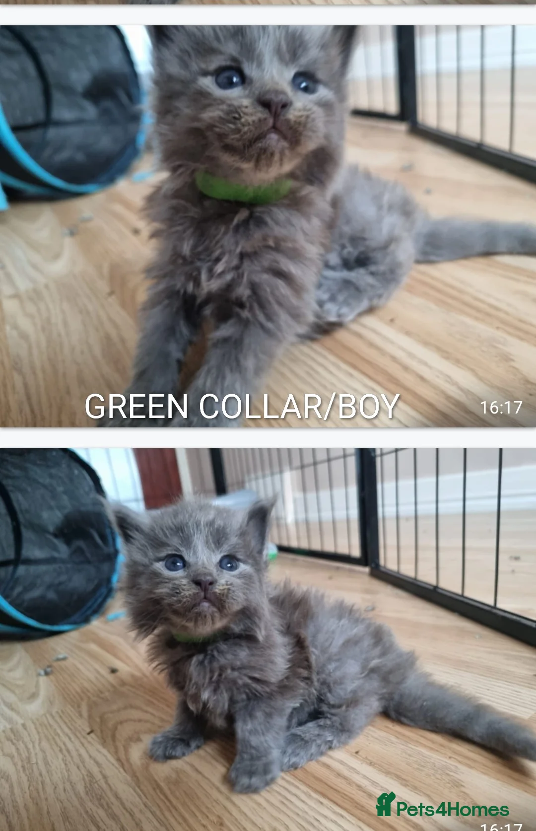 Maine Coon cats for sale: RARE COLOURS!!! MAINE COON KITTENS/DNA/GCCF  - Advert 27