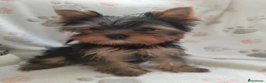 Yorkshire Terrier Puppy 2