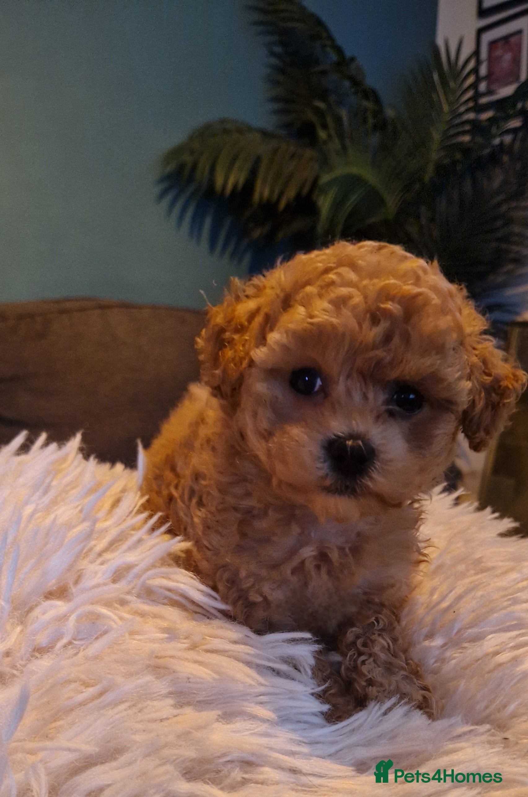 Maltipoo dogs Female Maltipoo - Advert 9