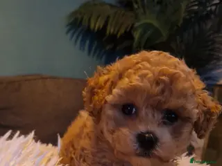 Maltipoo dogs Female Maltipoo - Advert 9