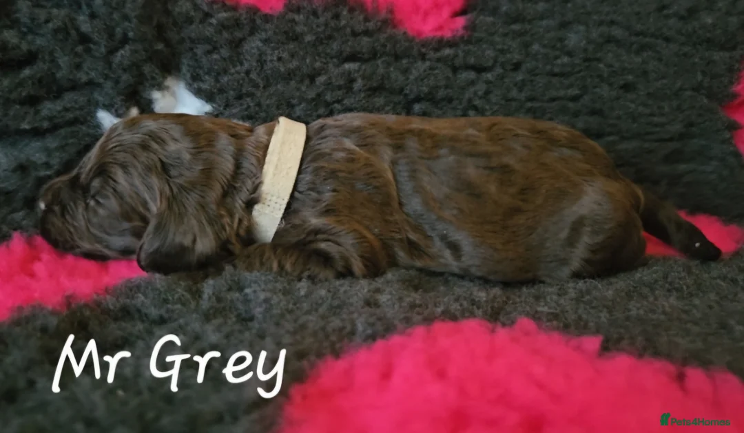 Cockapoo dogs for sale: F1b Choc Merle/Choc Cockapoo's  - Advert 6