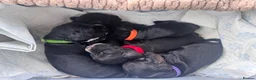 Cocker Spaniel dogs for sale: Beautiful cocker spaniel  - Advert 8