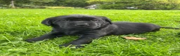 Labrador Retriever dogs for sale: Beautiful Black Labrador Puppies  in Lampeter - Advert 13