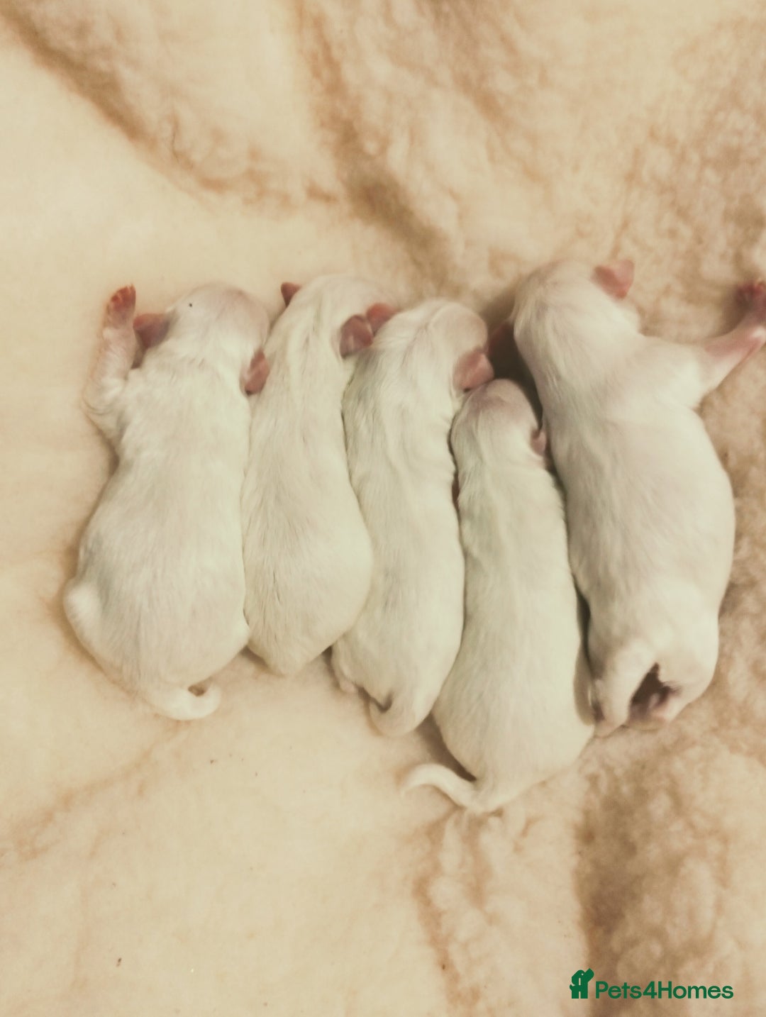 Maltese dogs for sale: Beautiful Maltese Puppies Hypoallergenic  - Advert 5