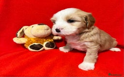 Tibetan Terrier dogs for sale: Beautiful Tibetan Terrier Puppy 9 months old - Image 5