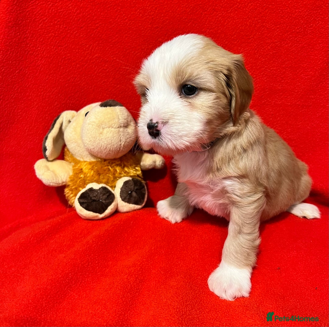 Tibetan Terrier dogs for sale: Beautiful Tibetan Terrier Puppy 9 months old - Image 5