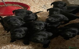 Springador dogs for sale: Springador pups - Image 2