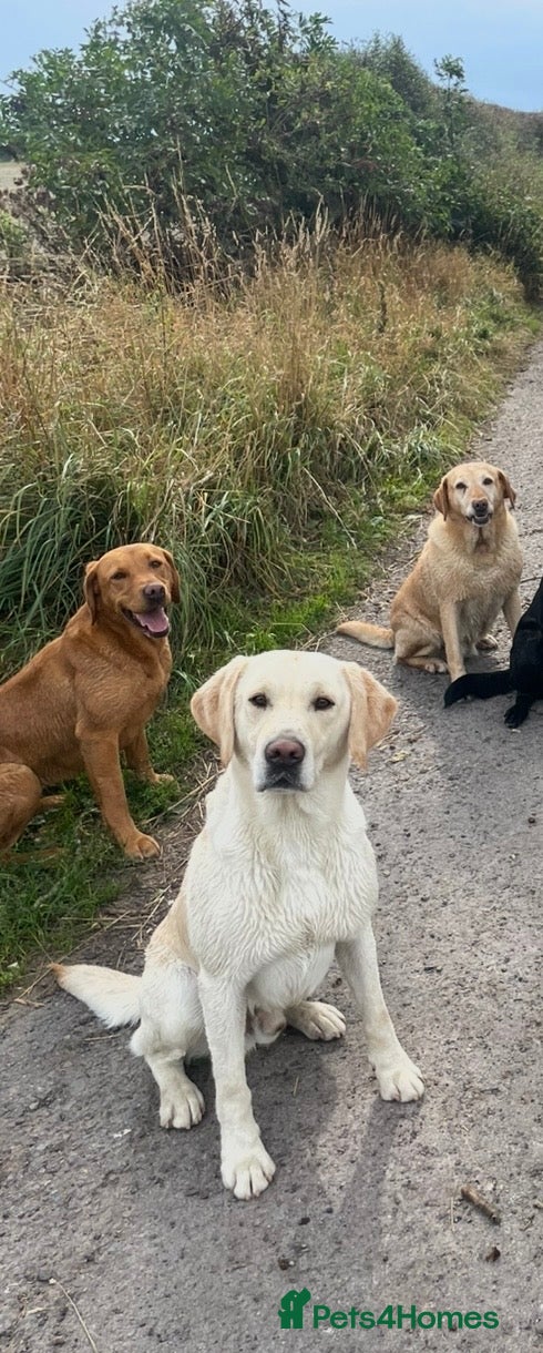 Labrador Retriever dogs Male Labrador  - Advert 1