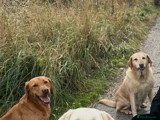 Labrador Retriever dogs Male Labrador - Advert 1