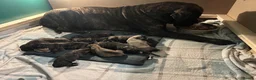 Cane Corso dogs for sale: Beautiful cane corso puppies BORN 30/09/26 - Advert 17