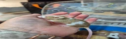 Mouse rodents for sale: Fancey Male and female mice - Advert 26