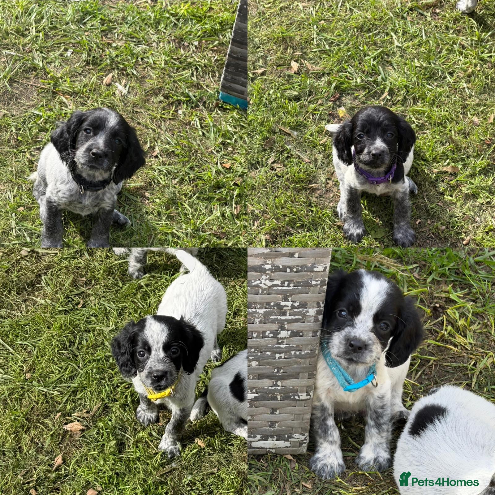 Sprocker dogs Sprocker Puppies  - Advert 6