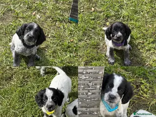 Sprocker dogs Sprocker Puppies - Advert 6