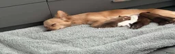 Chihuahua dogs for sale: Puppies  - Advert 5