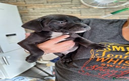 Staffordshire Bull Terrier dogs for sale: Mrs v e collier  - Image 2