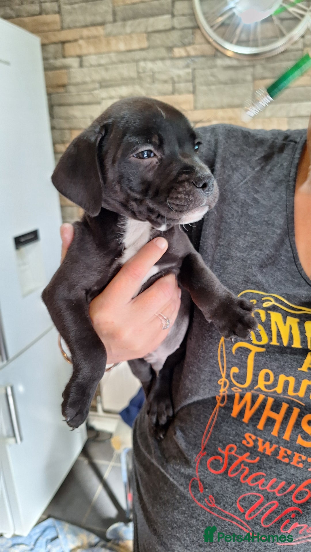 Staffordshire Bull Terrier dogs for sale: Mrs v e collier  - Image 2